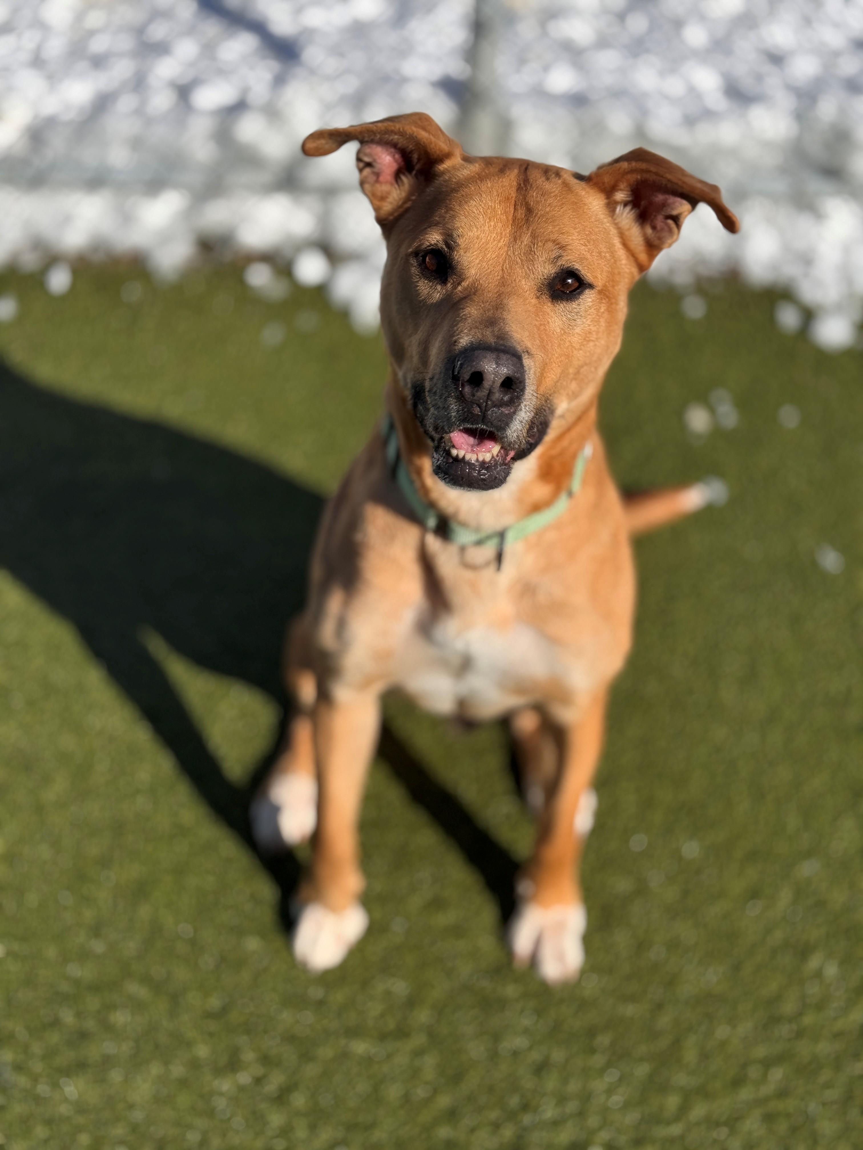 Enlarge Marley, a ADOPTABLE mixed breed in Hackensack, MN image 5/6