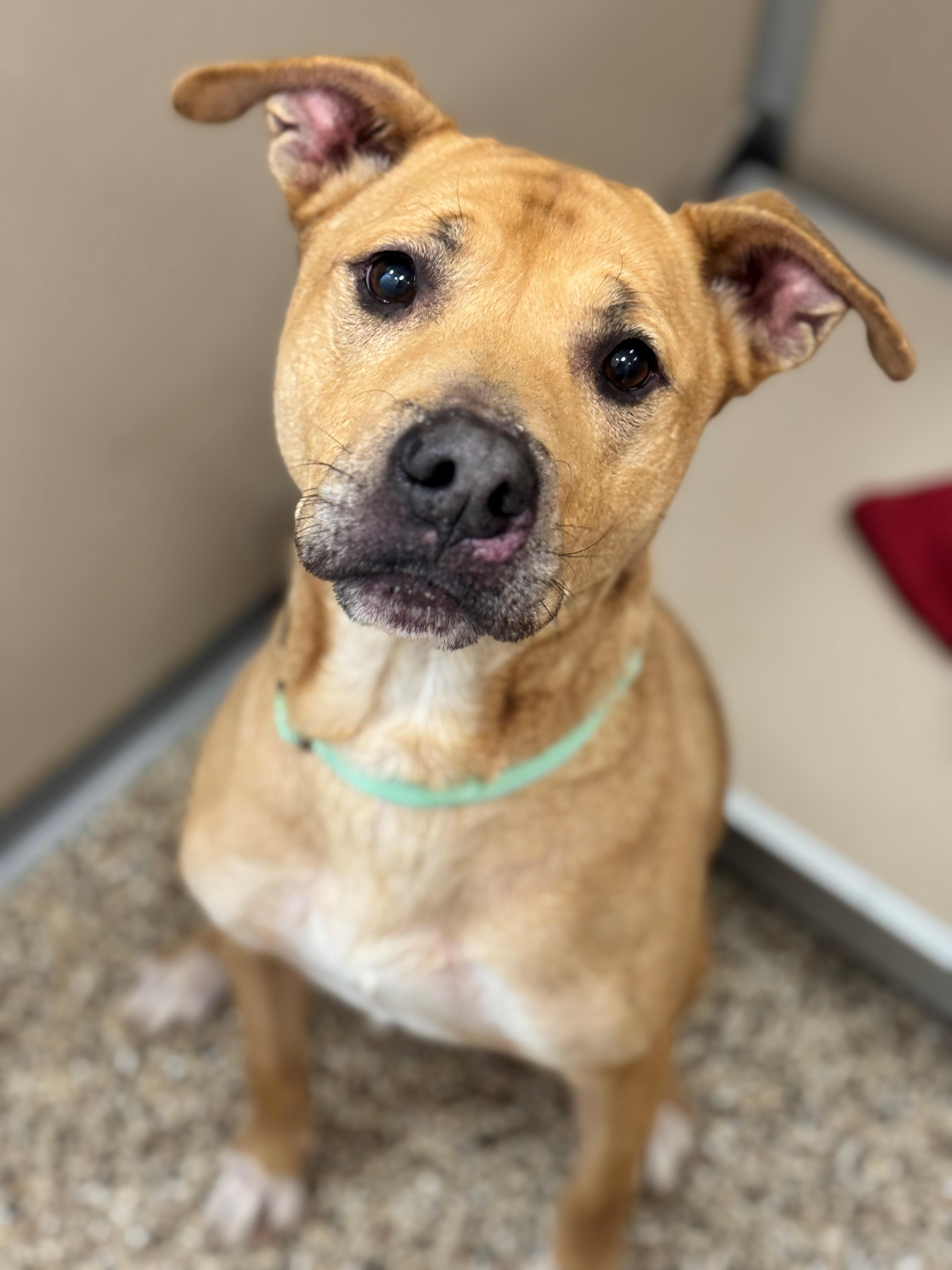 Enlarge Marley, a ADOPTABLE mixed breed in Hackensack, MN image 2/4