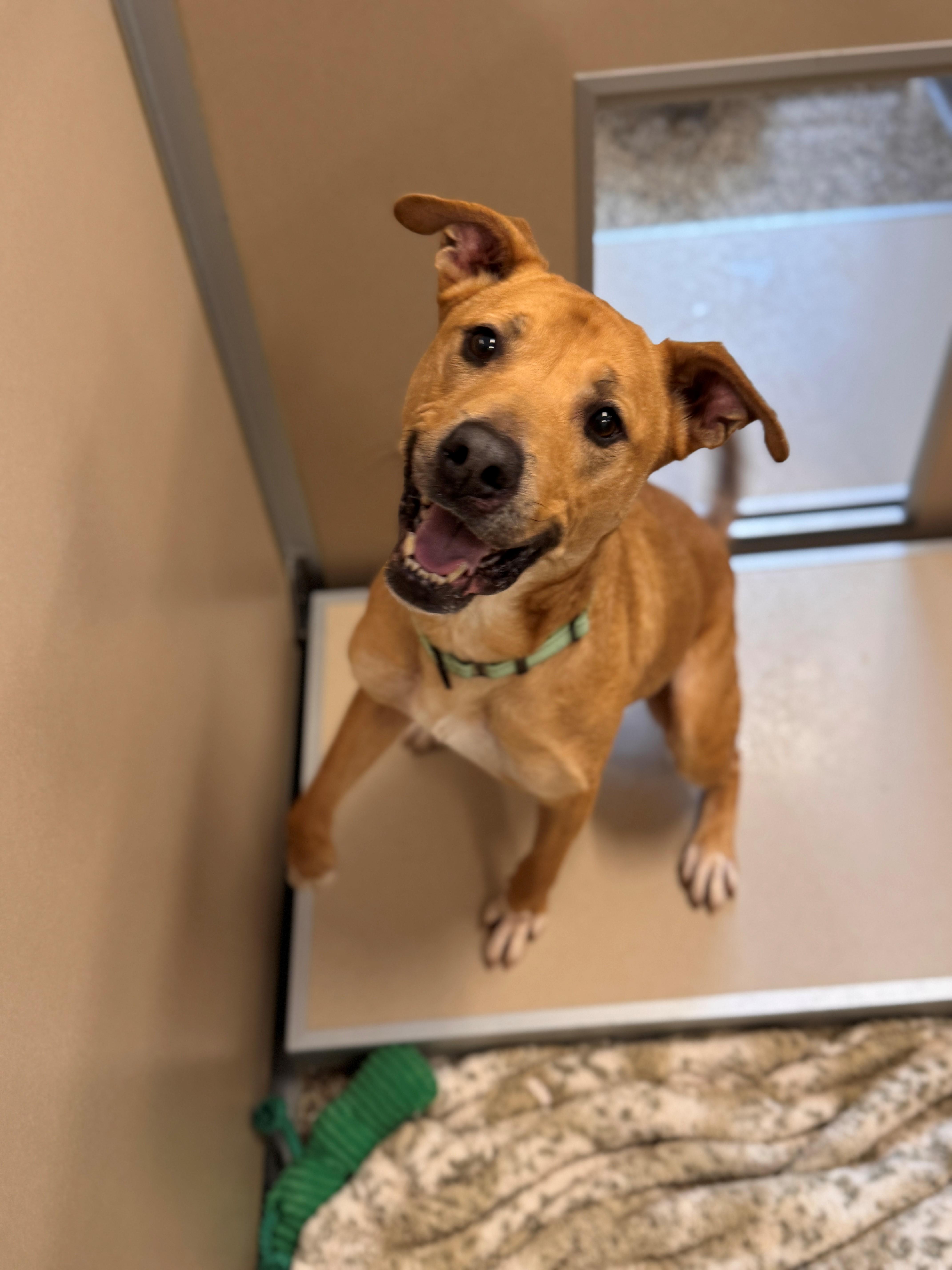 Enlarge Marley, a ADOPTABLE mixed breed in Hackensack, MN image 4/6