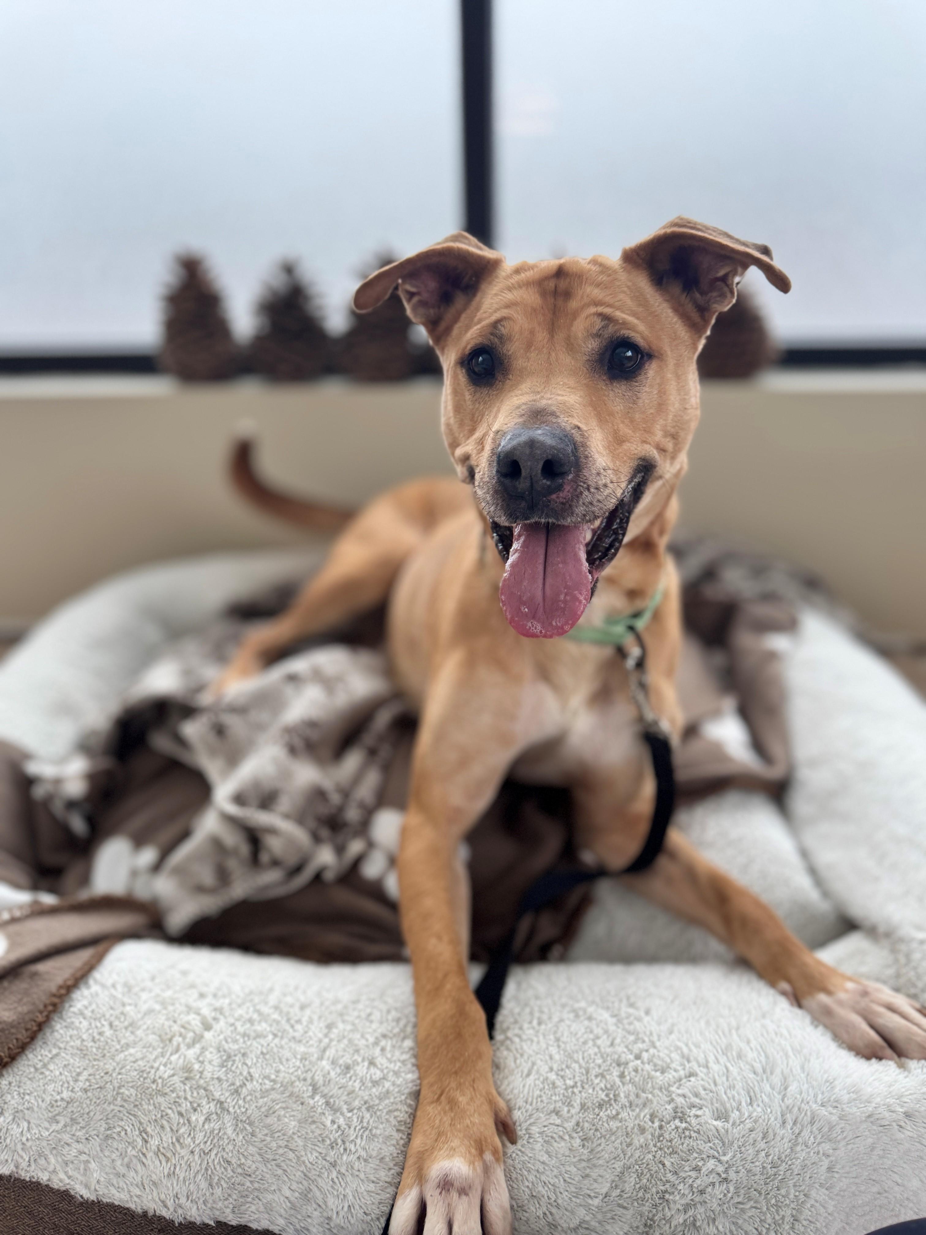 Marley, ADOPTABLE, Adult Male Pit Bull Terrier.