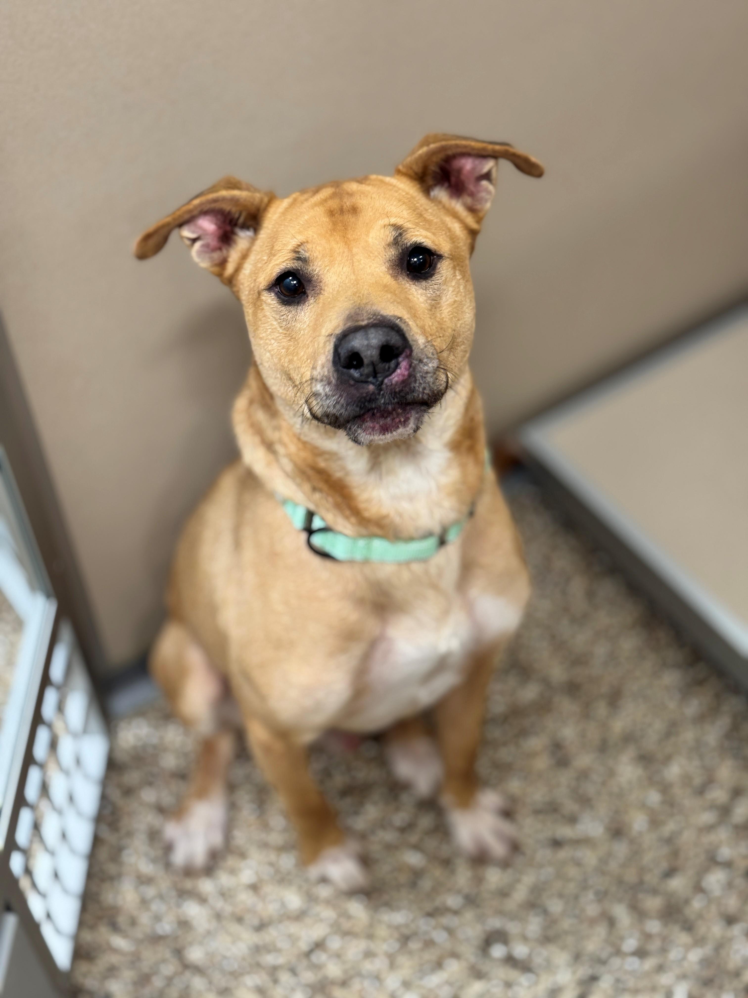 Enlarge Marley, a ADOPTABLE mixed breed in Hackensack, MN image 3/4