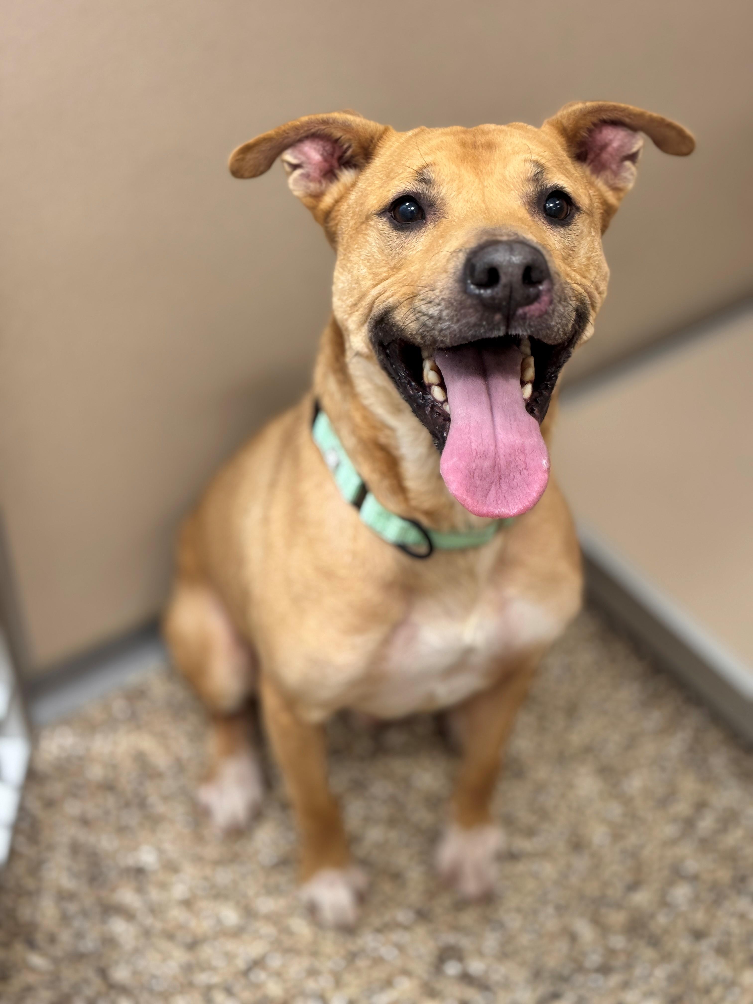 Marley, ADOPTABLE, Adult Male Pit Bull Terrier.