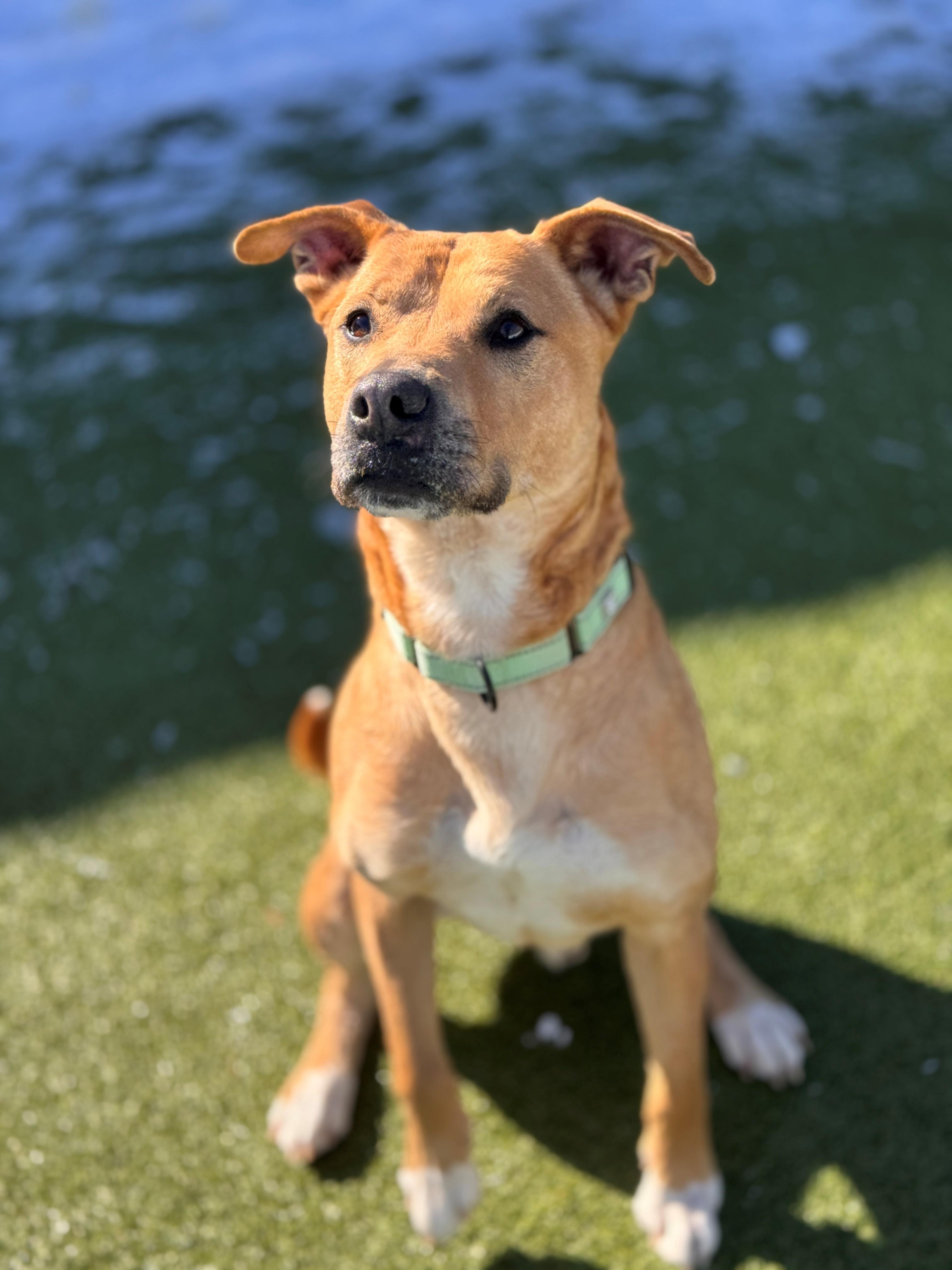 Marley, ADOPTABLE, Senior Male Pit Bull Terrier.