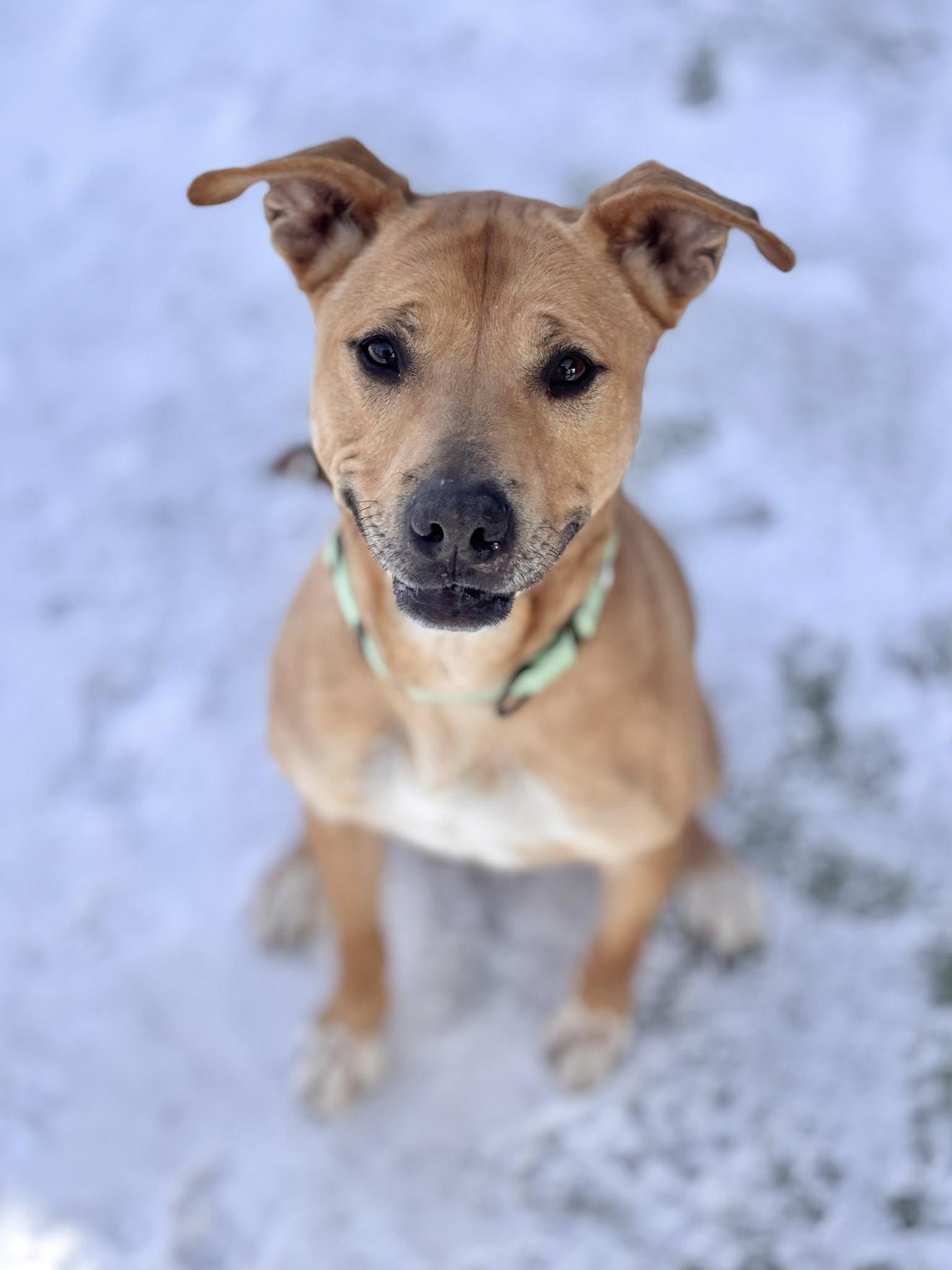 Enlarge Marley, a ADOPTABLE mixed breed in Hackensack, MN image 6/6