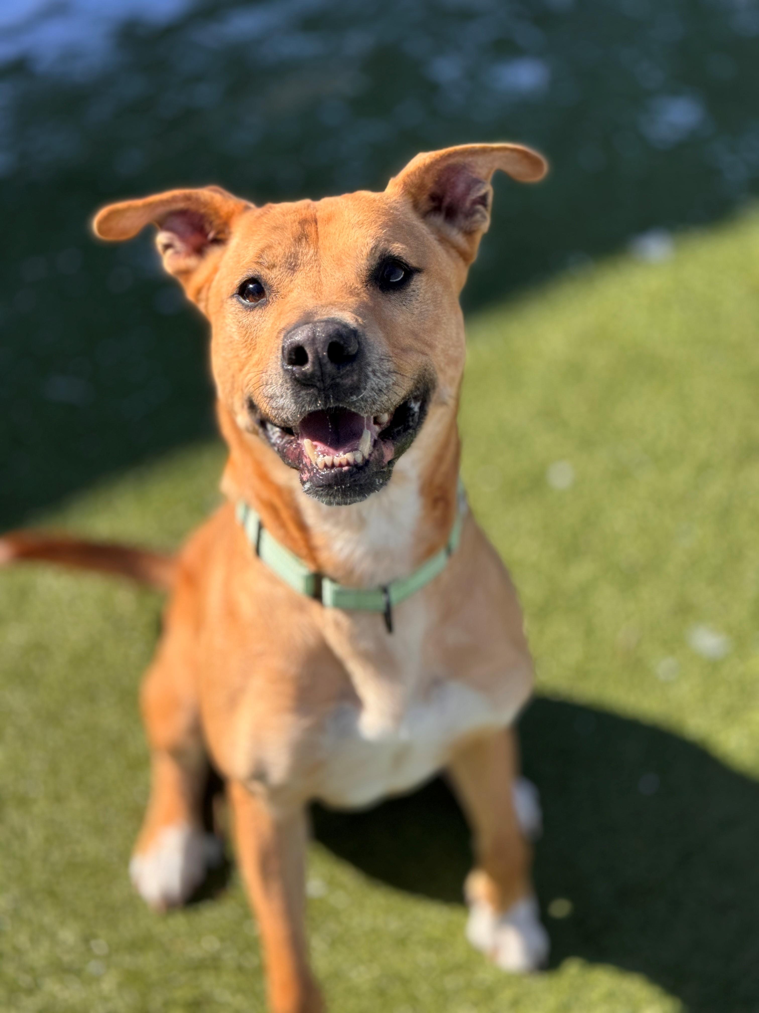 Marley, ADOPTABLE, Senior Male Pit Bull Terrier.