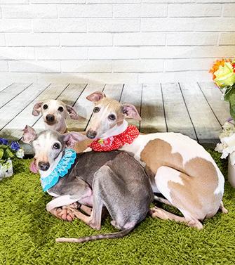 Enlarge WHIPPA WHIPPO WHIPPY, a ADOPTABLE Whippet in Castro Valley, CA image 2/3