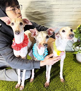 Enlarge WHIPPA WHIPPO WHIPPY, a ADOPTABLE Whippet in Castro Valley, CA image 1/3