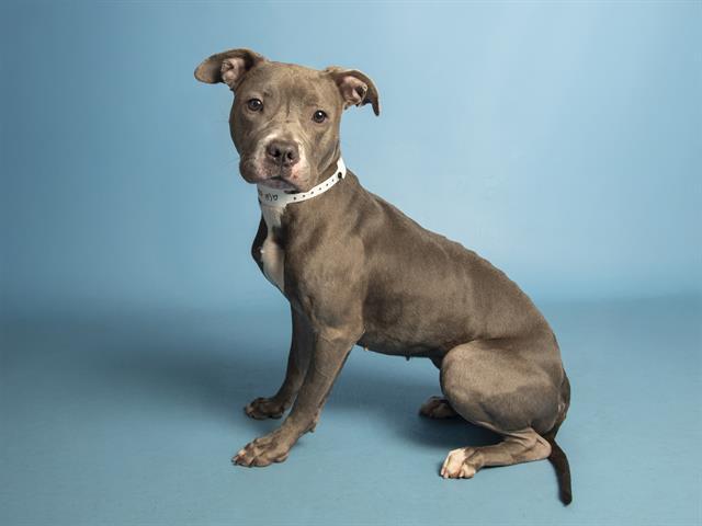 GABBY, Adoptable, Young Female Pit Bull Terrier.
