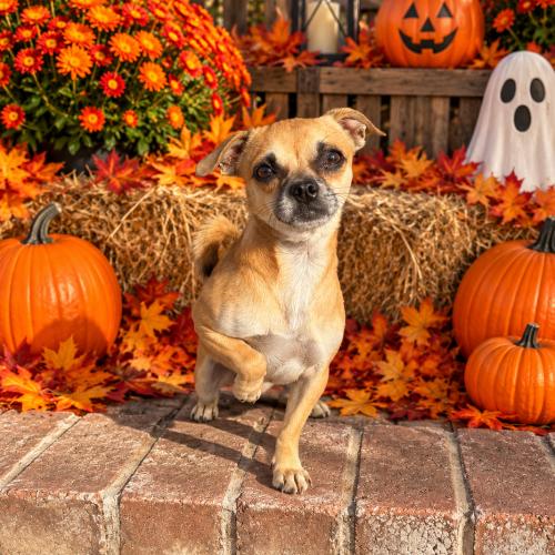 Enlarge Big Mac, a Adoptable mixed breed in Lathrop, CA image 1/1