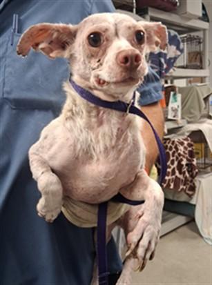 Griselda, ADOPTABLE, Young Female Chihuahua.