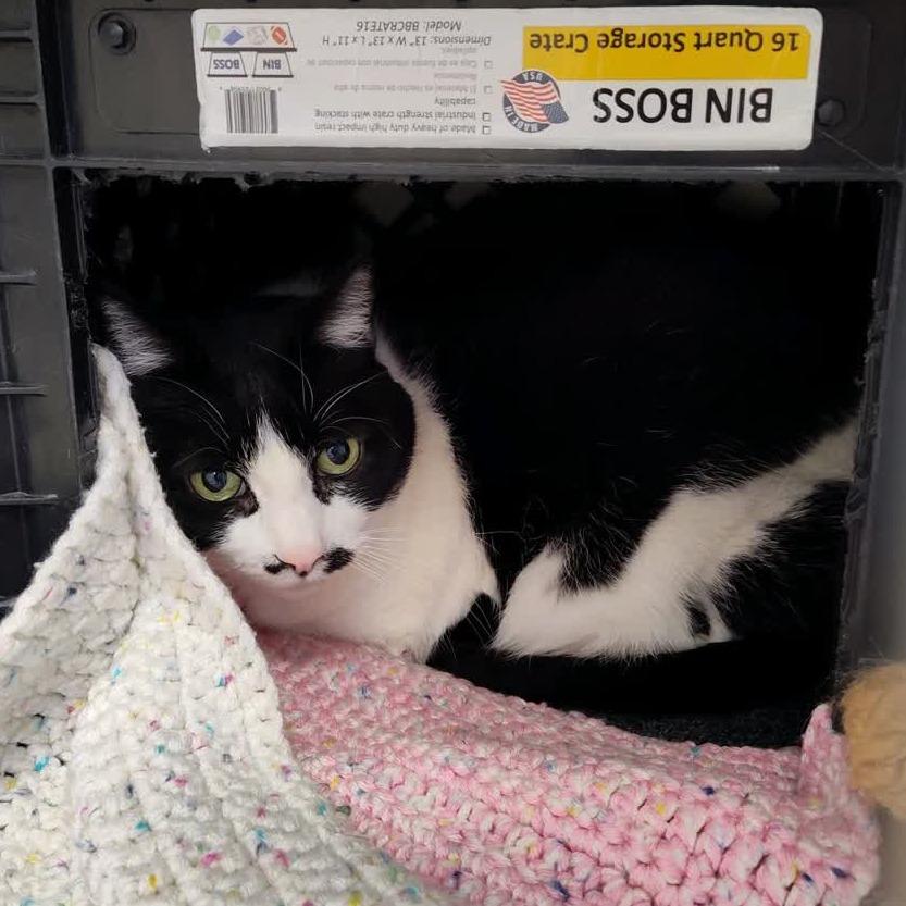 Enlarge LB, a Adoptable Domestic Short Hair in Norfolk, NE image 1/2