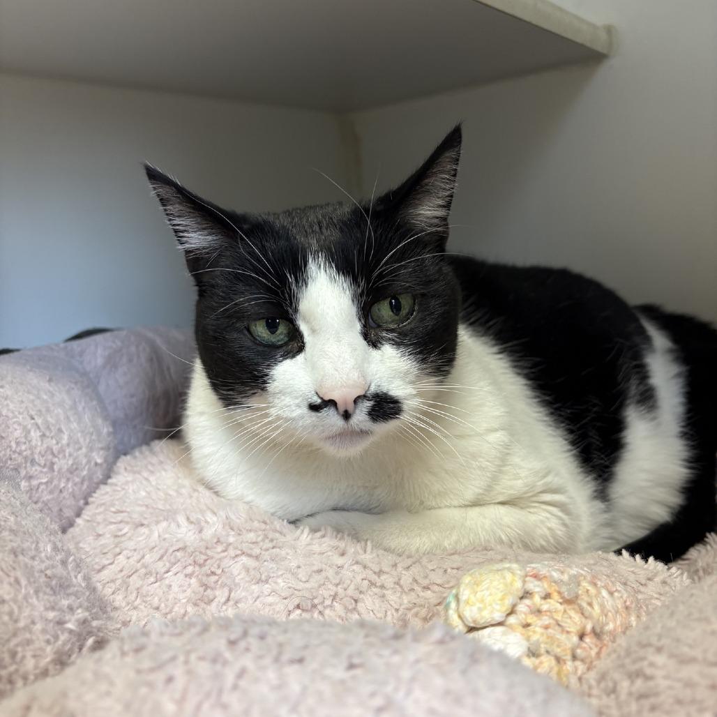 Enlarge LB, a Adoptable Domestic Short Hair in Norfolk, NE image 2/2