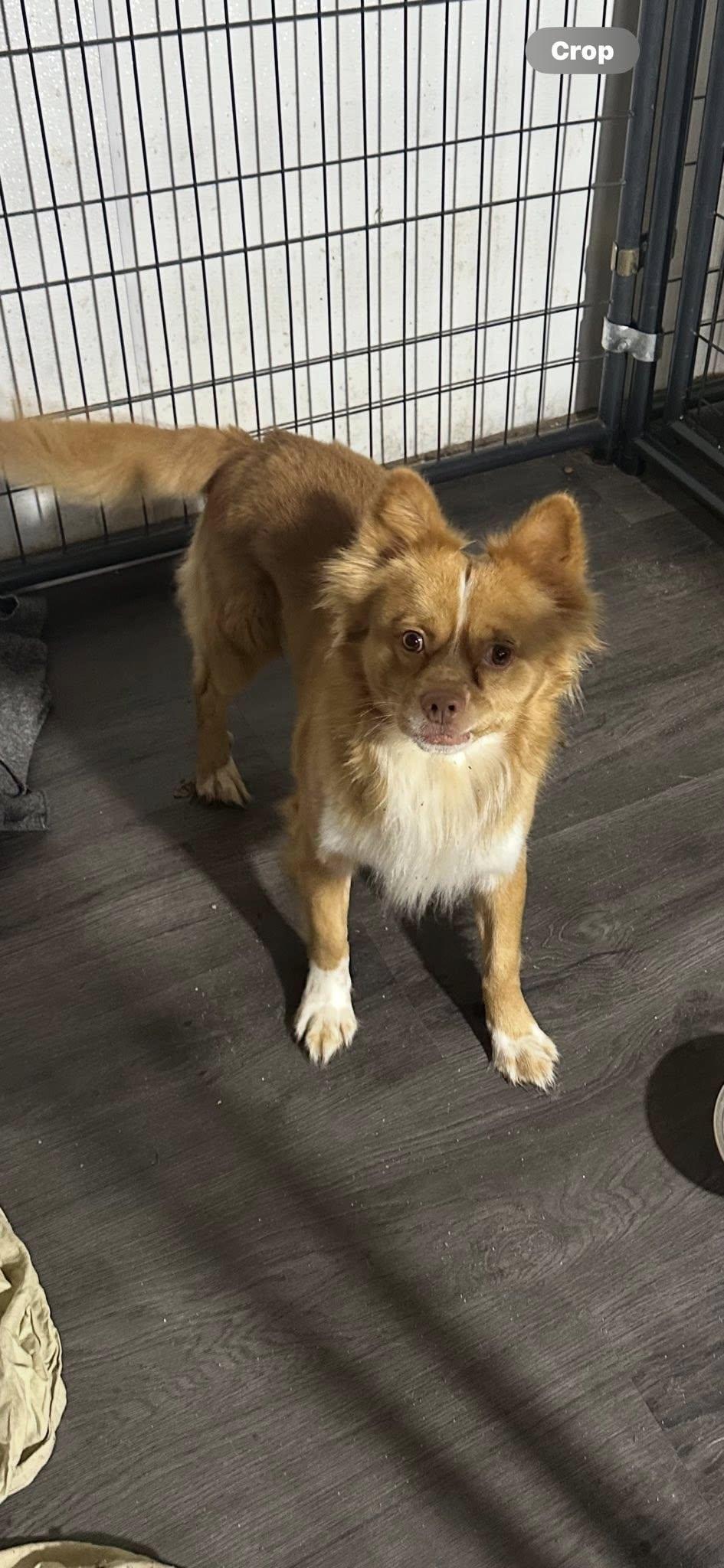 Enlarge Homer, a Adoptable Shetland Sheepdog / Sheltie in Union Beach, NJ image 1/2