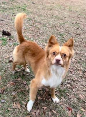 Enlarge Homer, a Adoptable Shetland Sheepdog / Sheltie in Union Beach, NJ image 2/2
