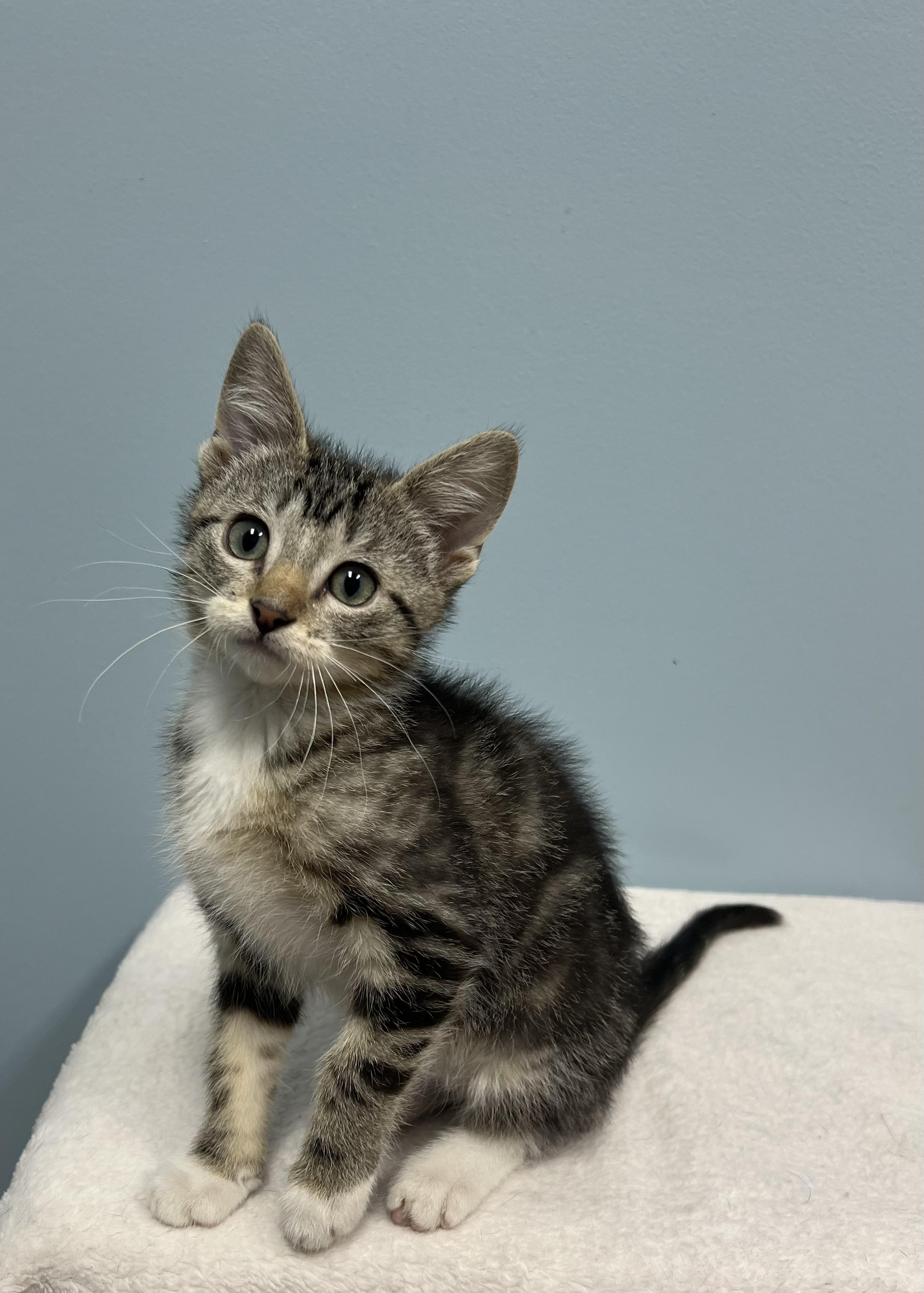 Mildred, Baby Female Tabby
