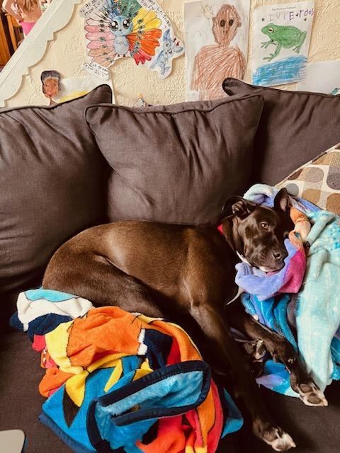 Enlarge Rex, a Adoptable mixed breed in North Huntingdon, PA image 3/5