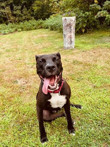 Enlarge Rex, a Adoptable mixed breed in North Huntingdon, PA image 1/5