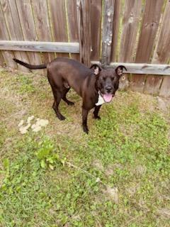 Enlarge Rex, a Adoptable mixed breed in North Huntingdon, PA image 4/5