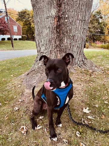 Enlarge Rex, a Adoptable mixed breed in North Huntingdon, PA image 5/5
