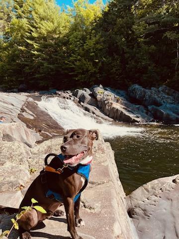 Enlarge Rex, a Adoptable mixed breed in North Huntingdon, PA image 2/5