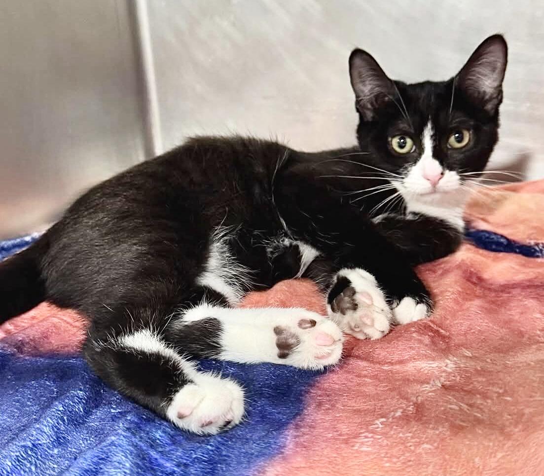 BUTTONS, Adoptable, Kitten Male Domestic Short Hair.