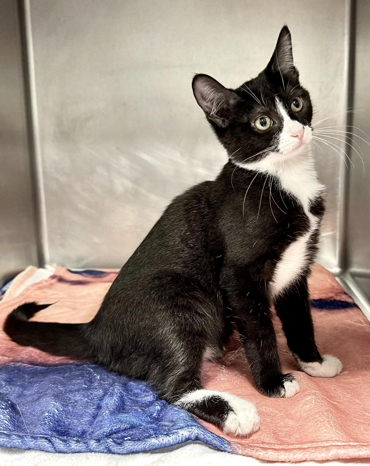 BUTTONS, a Adoptable mixed breed in Beechbottom, WV image 4/4