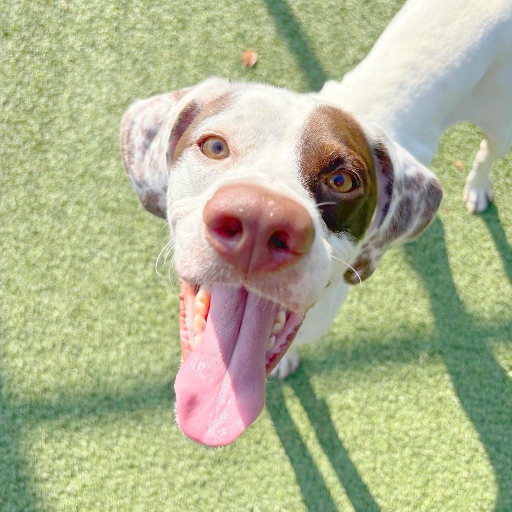 Enlarge Petey, a Adoptable mixed breed in Chattanooga, TN image 1/6