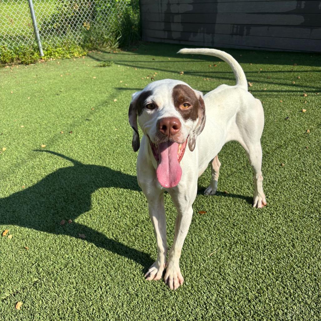 Enlarge Petey, a Adoptable mixed breed in Chattanooga, TN image 2/6