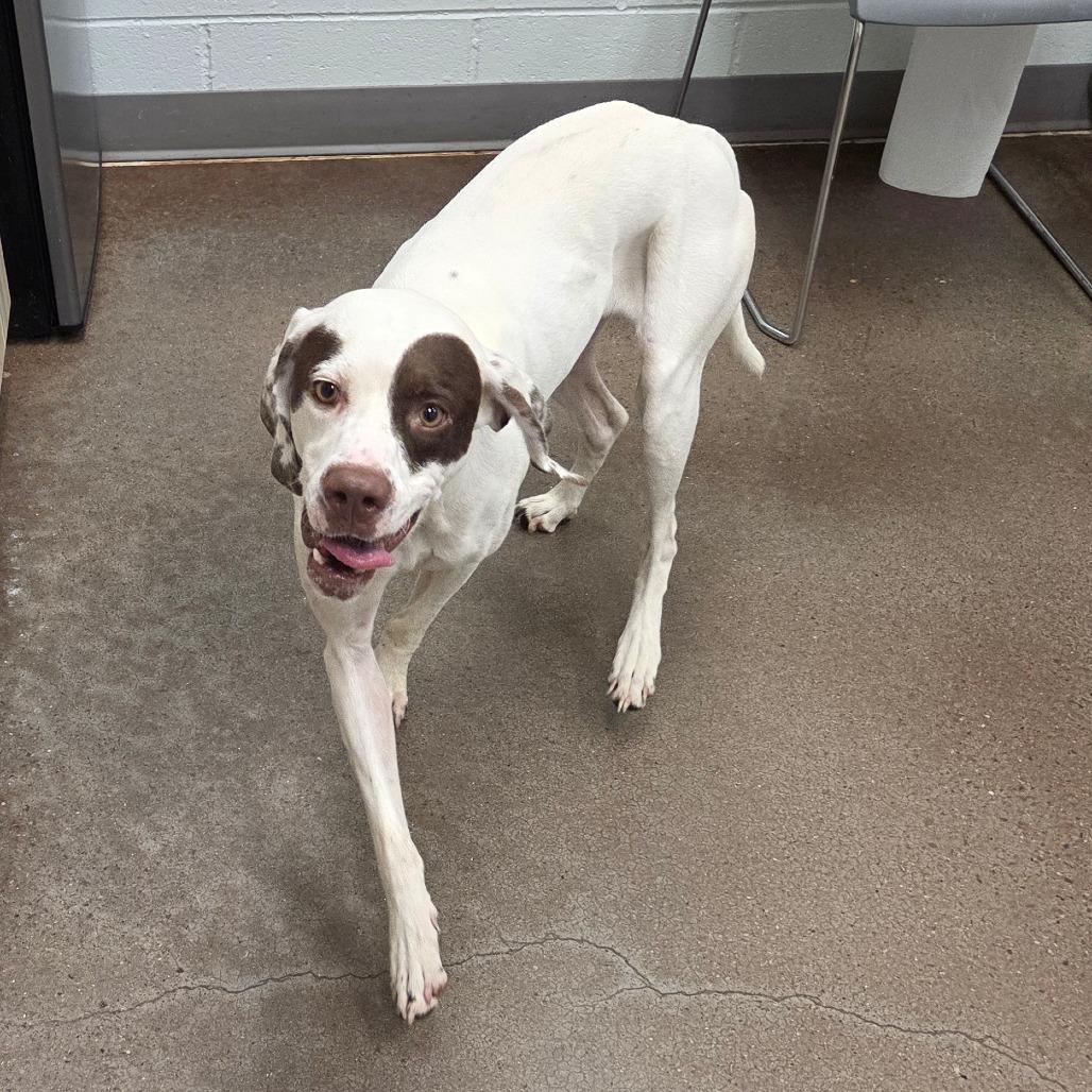 Enlarge Petey, a Adoptable mixed breed in Chattanooga, TN image 3/6