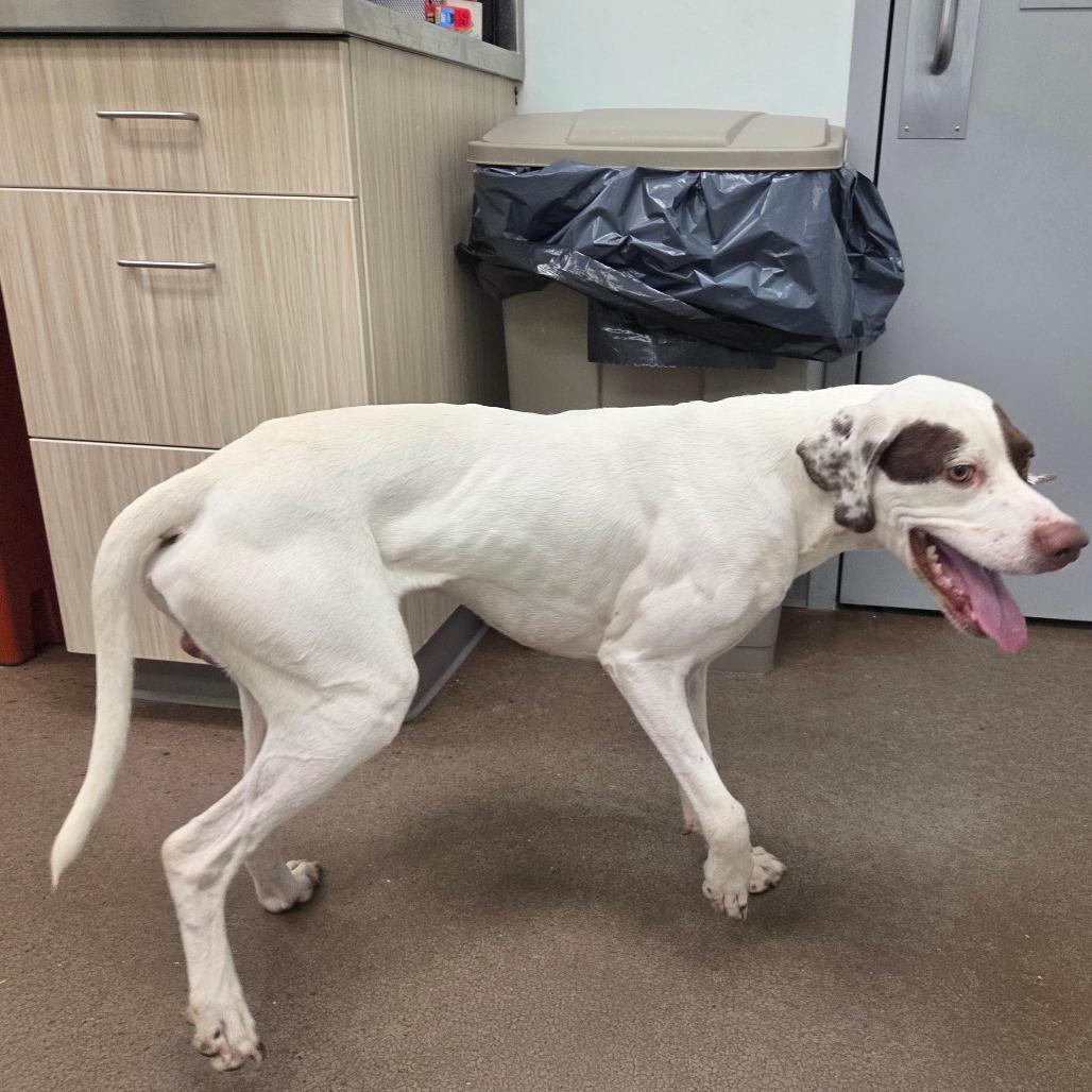Enlarge Petey, a Adoptable mixed breed in Chattanooga, TN image 4/6