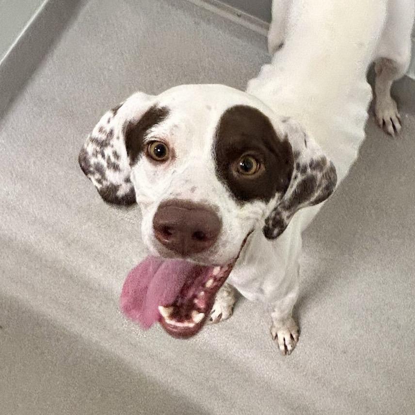 Enlarge Petey, a Adoptable mixed breed in Chattanooga, TN image 5/6