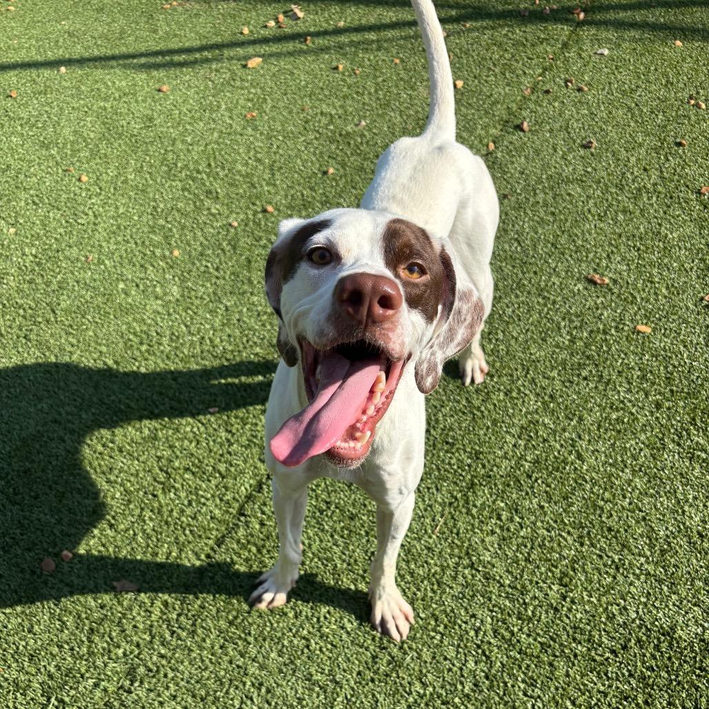 Enlarge Petey, a Adoptable mixed breed in Chattanooga, TN image 6/6