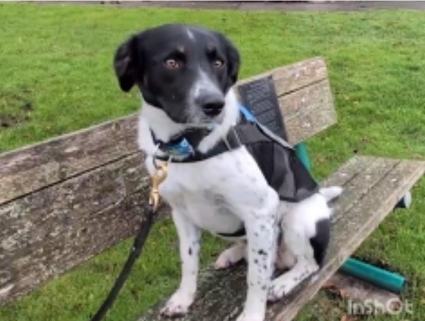 Enlarge Mr. Pike, a Adoptable Border Collie in Newport, WA image 3/3