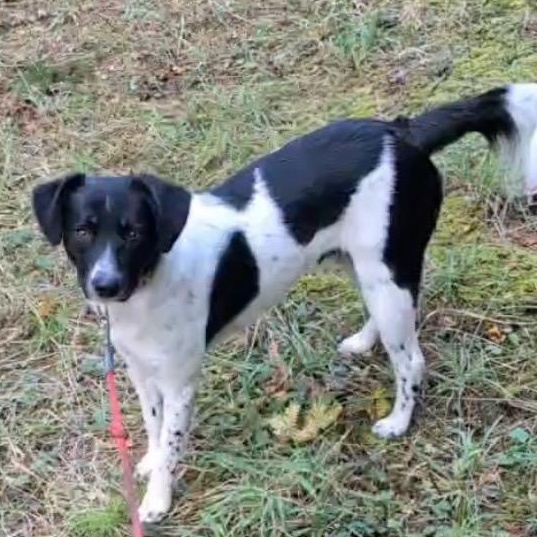 Enlarge Mr. Pike, a Adoptable Border Collie in Newport, WA image 2/3
