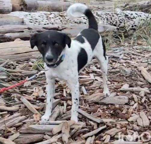 Enlarge Mr. Pike, a Adoptable Border Collie in Newport, WA image 1/3