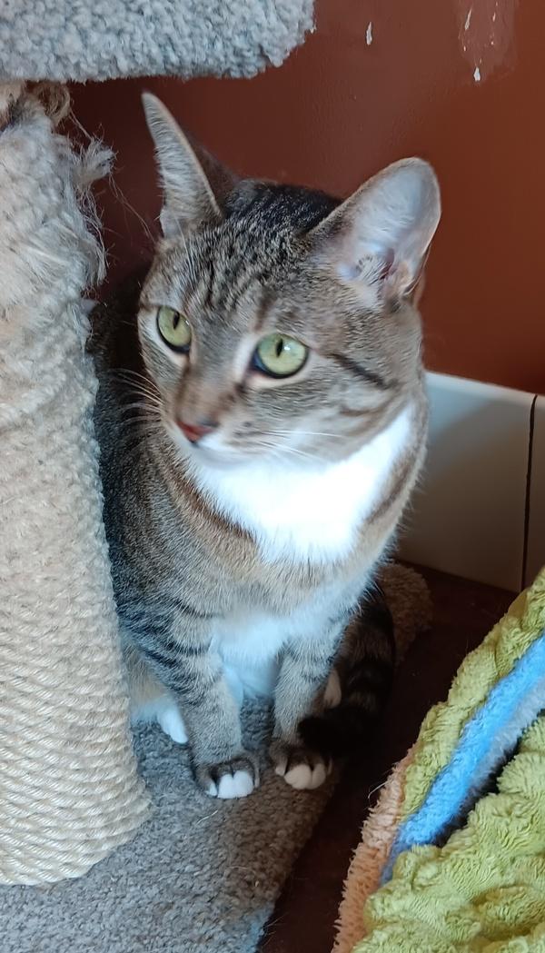 Jacee, Adoptable, Adult Female Domestic Short Hair.