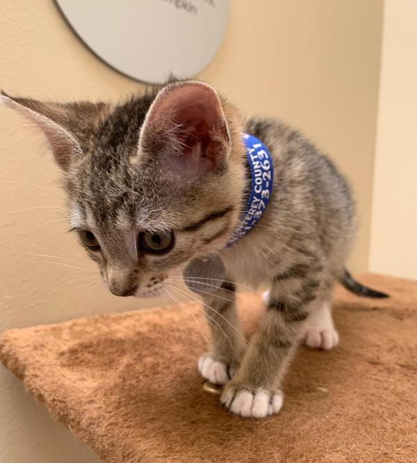 Enlarge Jacee, a Adoptable mixed breed in Monterey, CA image 2/2