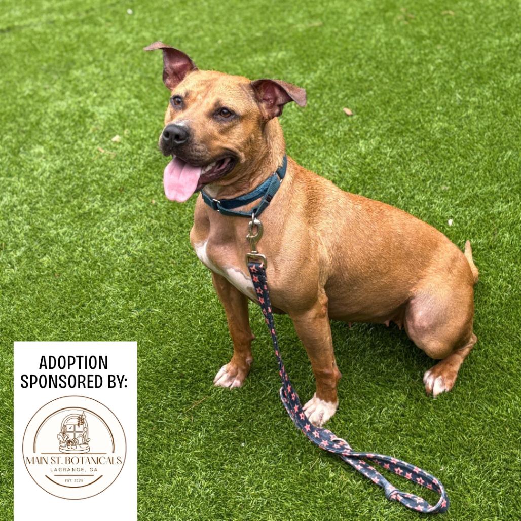 Molly, Adoptable, Adult Female Mixed Breed.