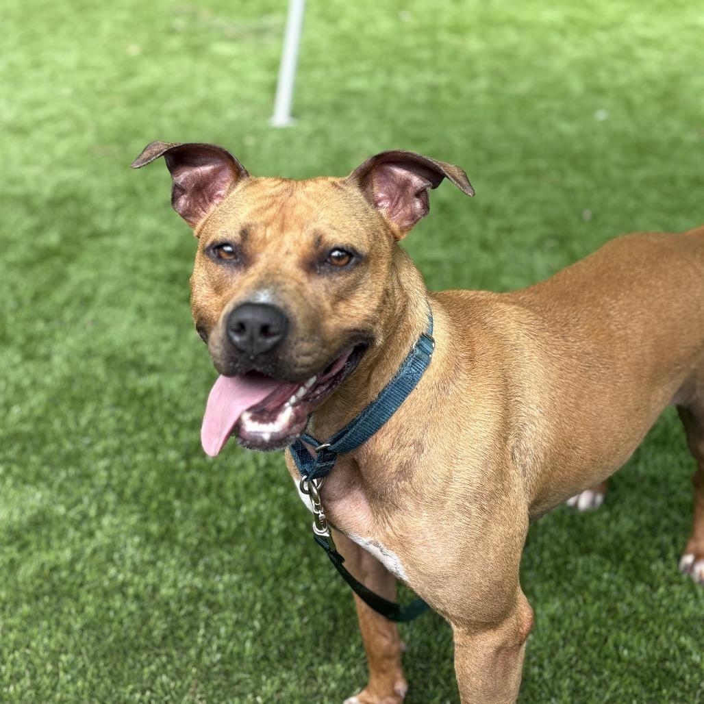 Molly, Adoptable, Adult Female Mixed Breed.