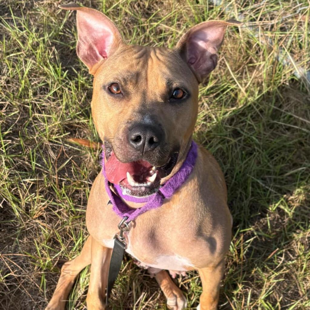 Enlarge Molly, a Adoptable Mixed Breed in Hamilton, GA image 2/6