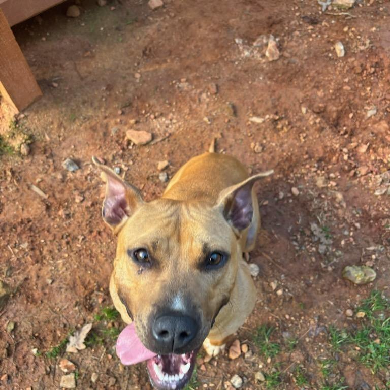 Enlarge Molly, a Adoptable Mixed Breed in Hamilton, GA image 3/6