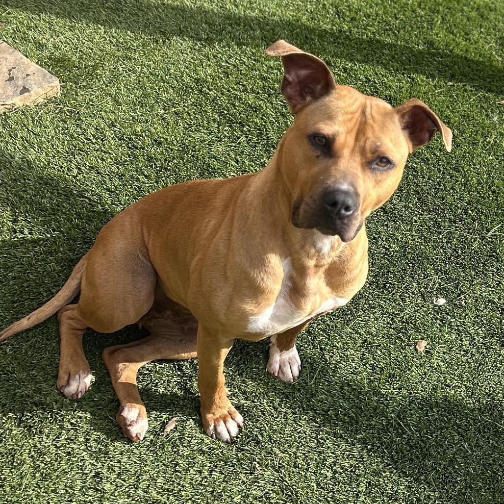 Enlarge Molly, a Adoptable Mixed Breed in Hamilton, GA image 4/6