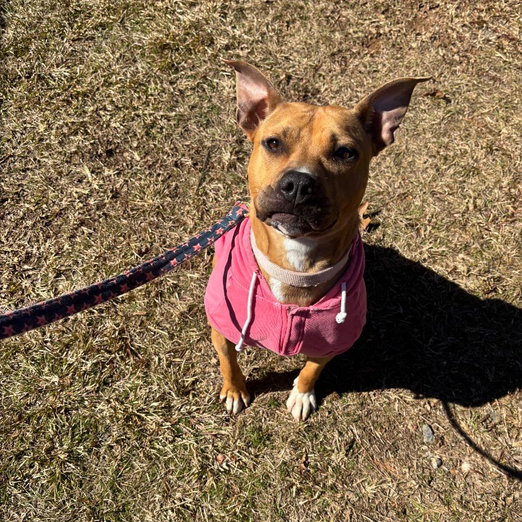 Enlarge Molly, a Adoptable Mixed Breed in Hamilton, GA image 5/6