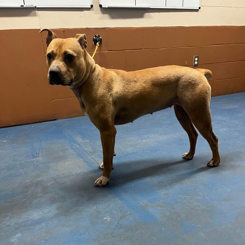 Enlarge Molly, a Adoptable Mixed Breed in Hamilton, GA image 6/6