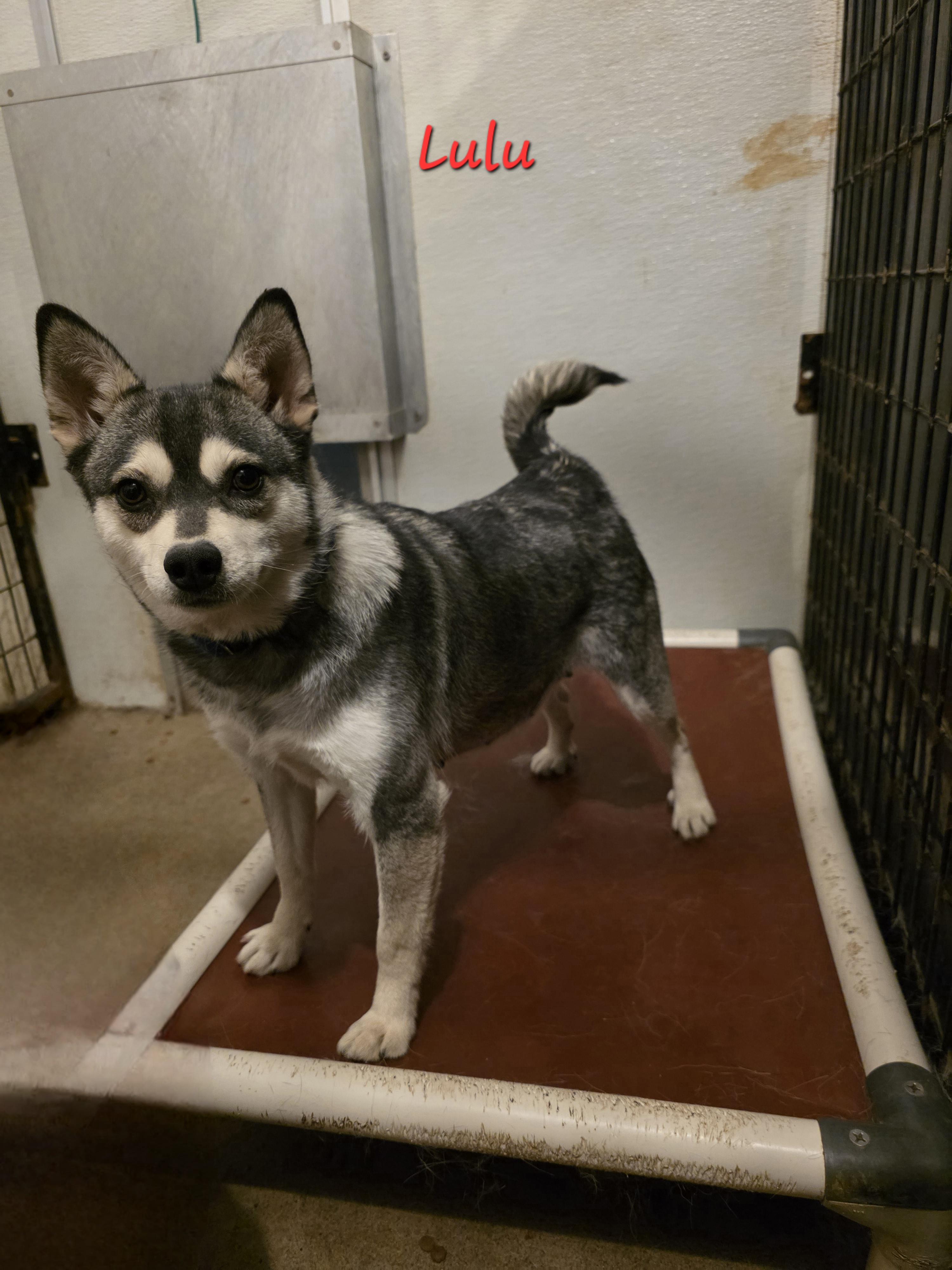 Lulu, ADOPTABLE, Adult Female Klee Kai.