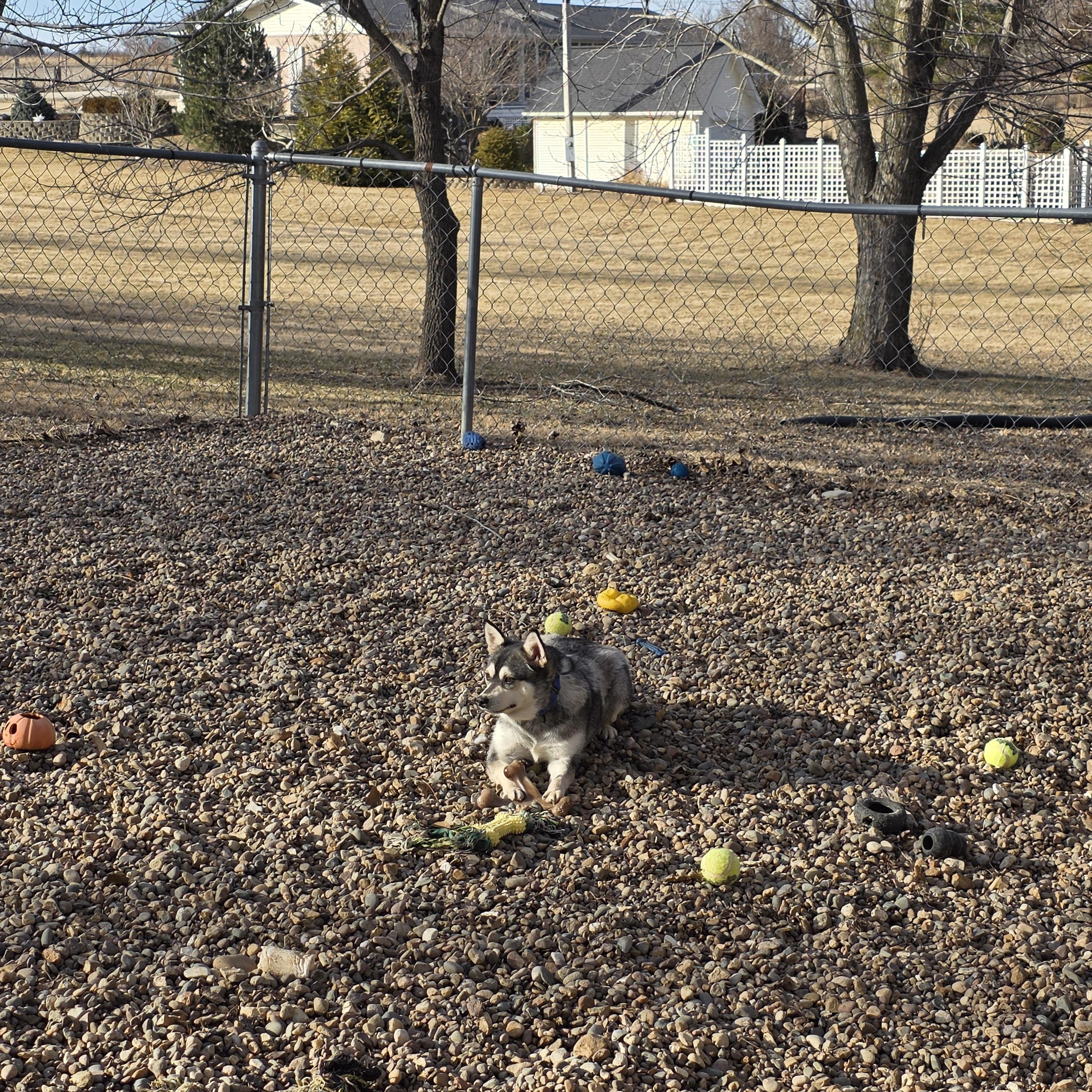 Lulu, a ADOPTABLE Klee Kai in Wever, IA image 3/5
