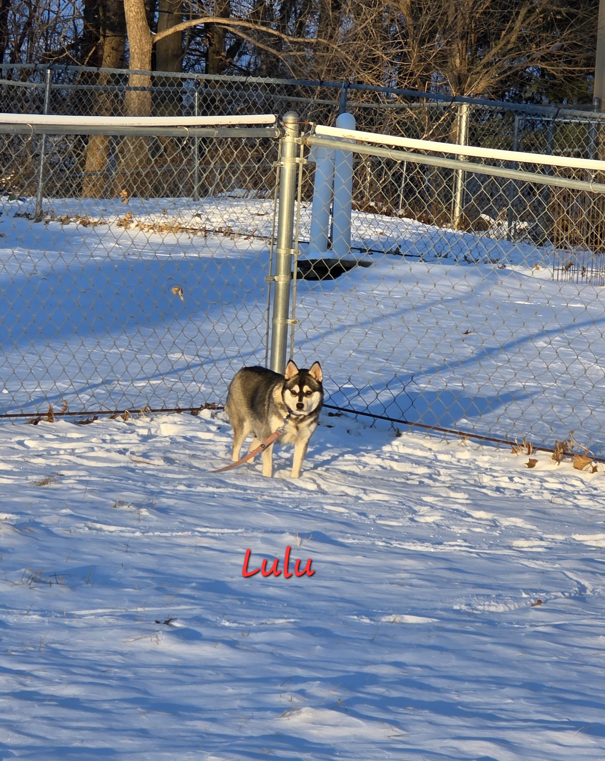Lulu, a ADOPTABLE Klee Kai in Wever, IA image 4/5