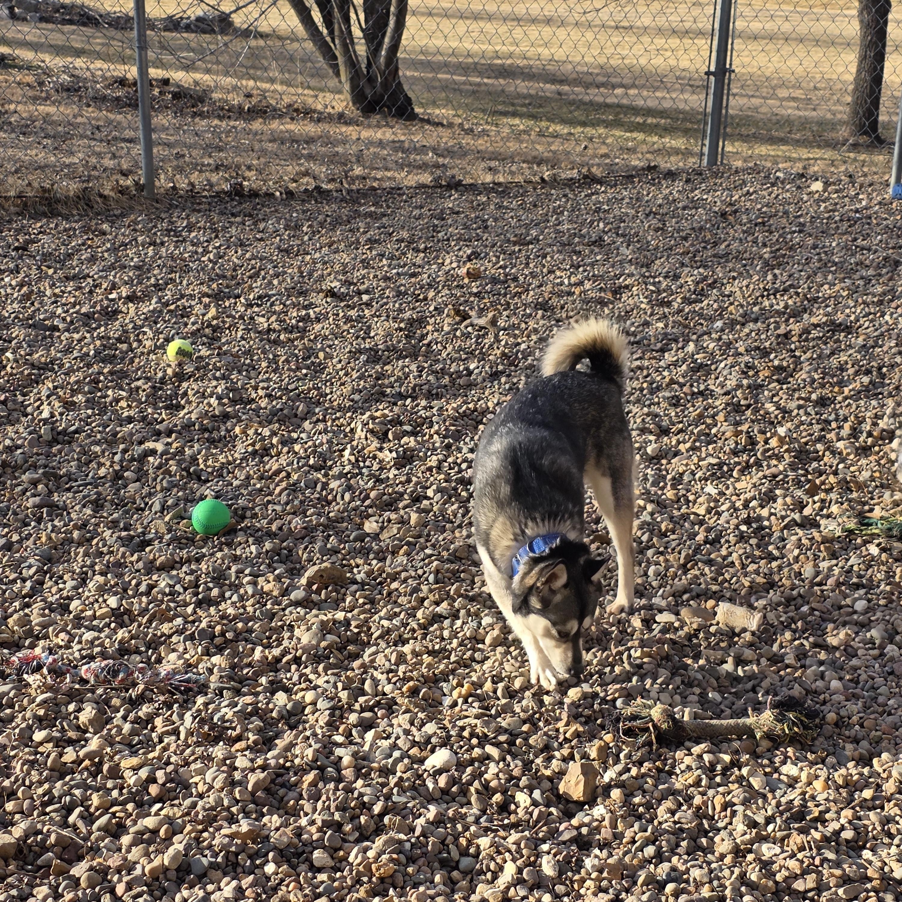 Lulu, a ADOPTABLE Klee Kai in Wever, IA image 5/5