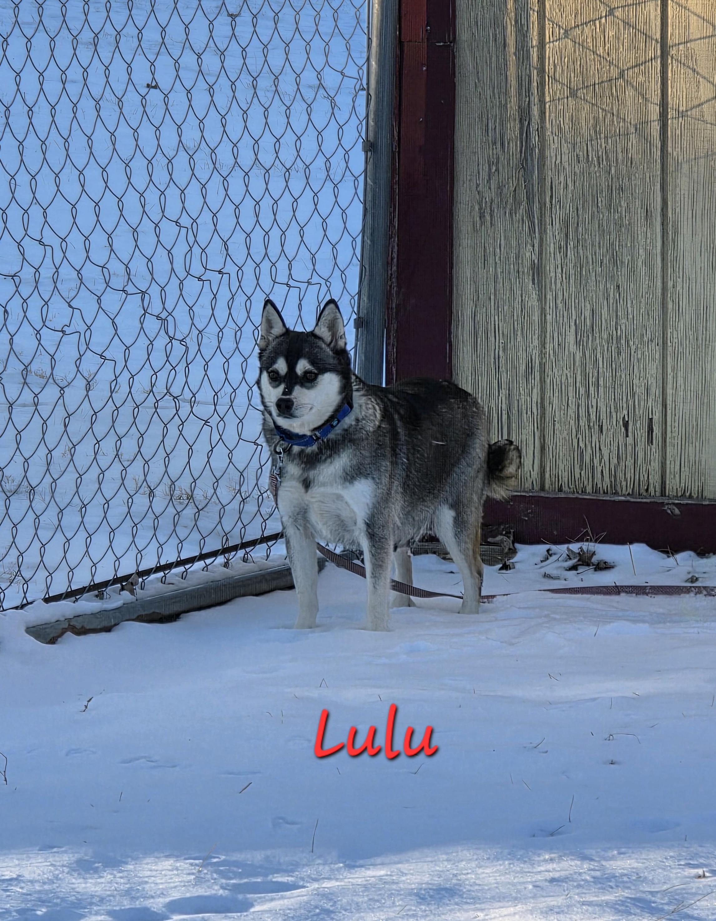 Lulu, a ADOPTABLE Klee Kai in Wever, IA image 2/5