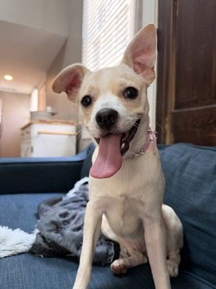 Mr. Penelope, Adoptable, Puppy Male Terrier & Mixed Breed.